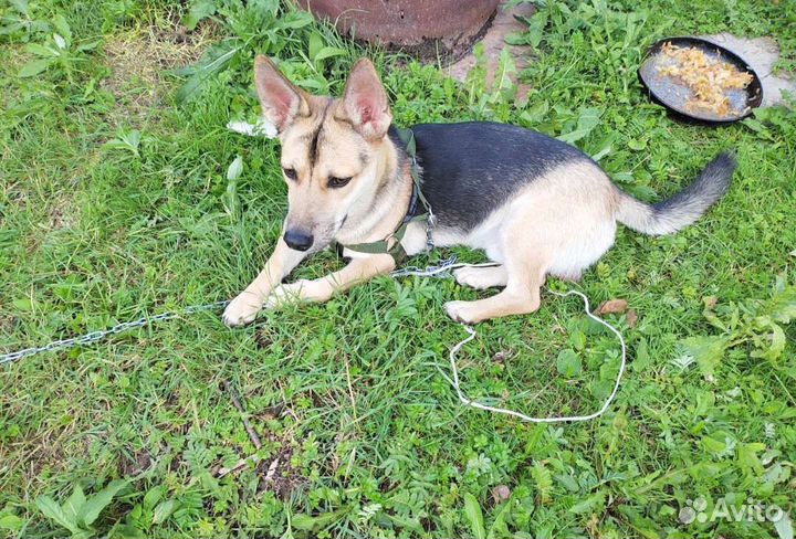 Коротколапый пёсик, 9 месяцев