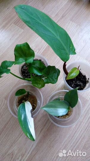 Комнатные цветы часть 2