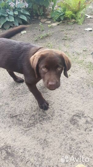 Лабрадор ретривер
