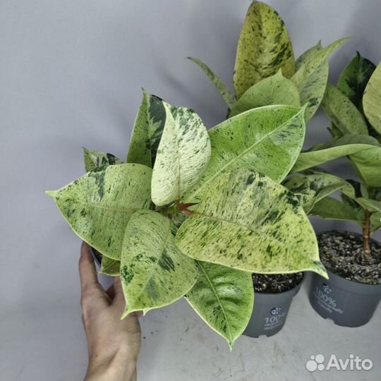 Фикус Шривериана