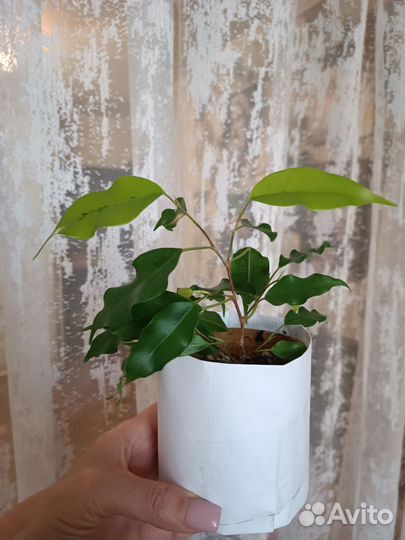 Фикусы, Эсхинантус