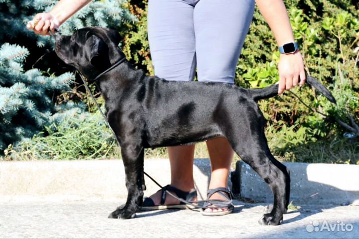 Щенки Кане Корсо