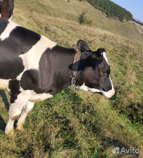 Тёлочка 10 месяцев