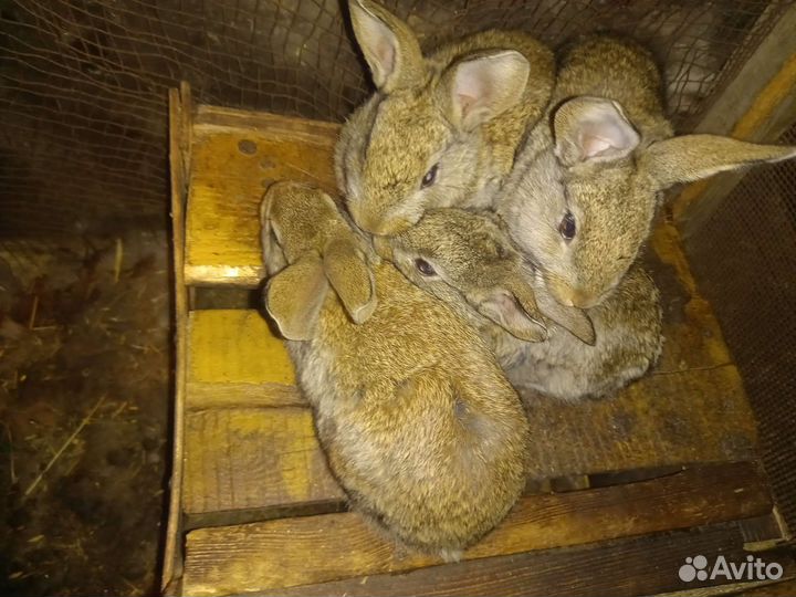 Серебрo, шиншилла, фландр