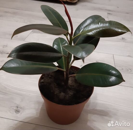 Фикус каучуконосный