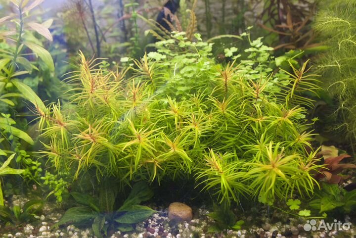 Аквариумные растения (прополка)