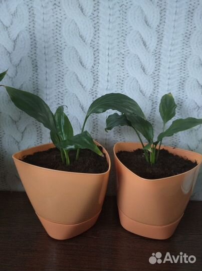 Спатифиллум