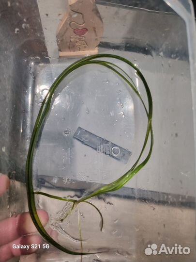 Аквариумные растения