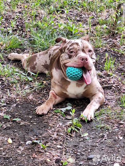 Американский булли покет