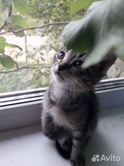 Котенок мальчик 1.5 месяца полосатый