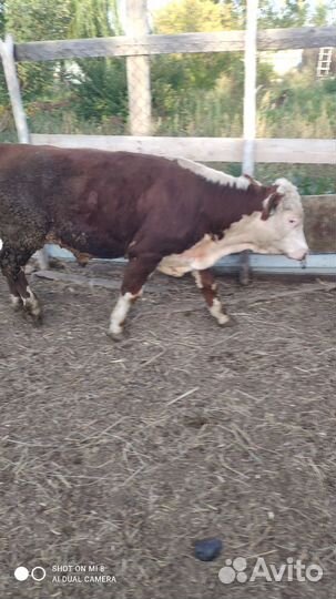 Бычок, обмен на кобылку