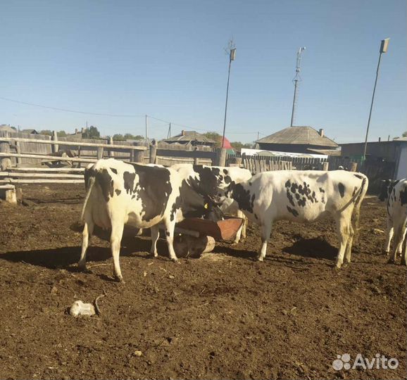 Племенные нетели