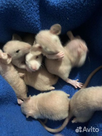 Крысы дамбо