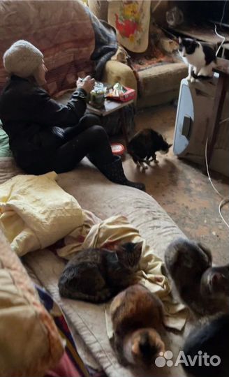 Нежная кошка погибает в адской квартире