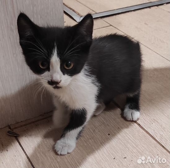 Котята мальчик и девочка