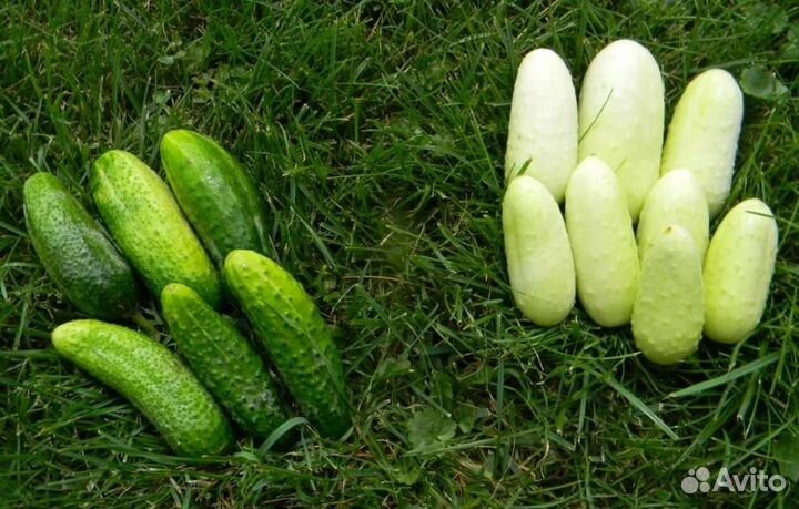 Огурчики Снежный Барс семена