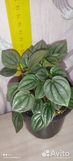 Комнатные растения разные