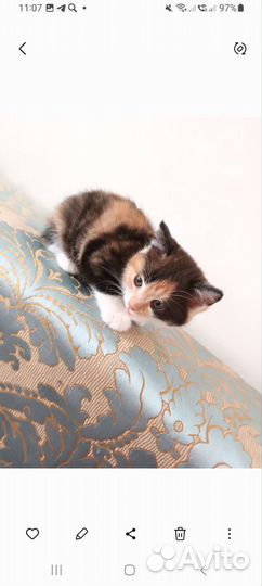 Кошка в дар