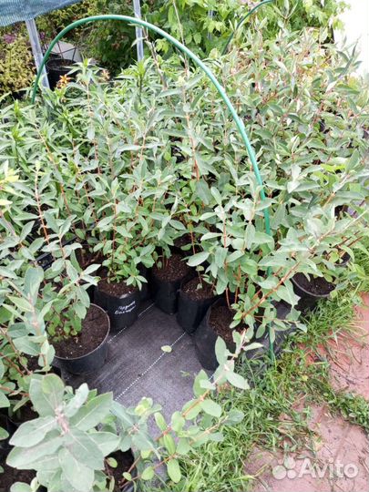 Жимолость съедобная