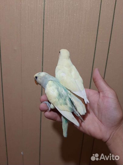 Попугай неразлучники