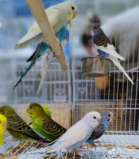 Волнистый попугай клетки