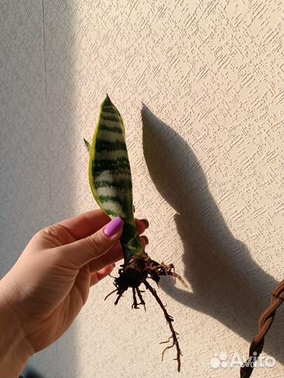 Сансевиерия лауренти