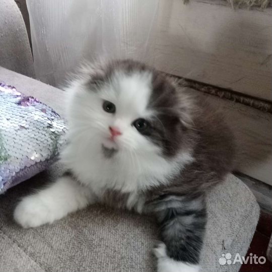 Шотландские котята