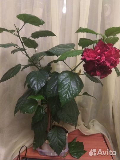 Гибискус китайская роза