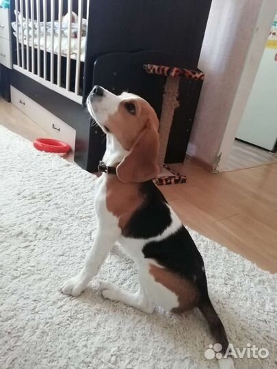 Собака бигль