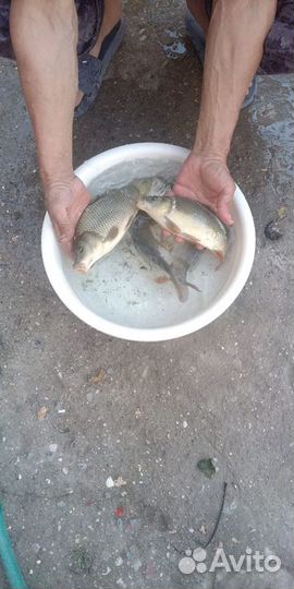 Карп малек для разведения
