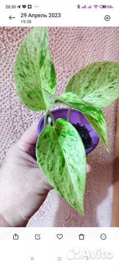 Синг, сциндапсусы,замиокулькас Давон, Равен,Минт