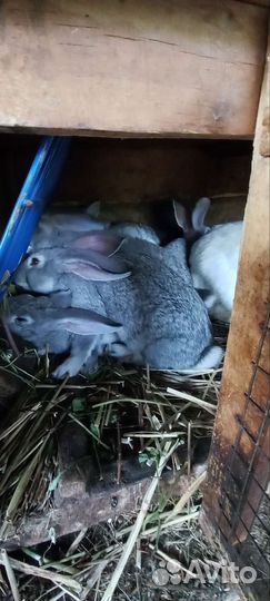Кролики мясной породы молодые и взрослые