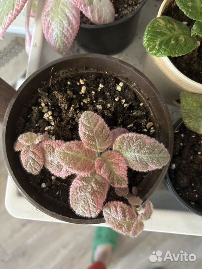 Эписция акварельная, pink smoke, детки