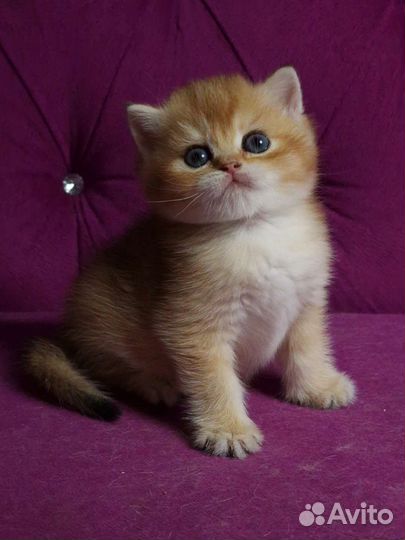Британский котенок, золотая шиншилла