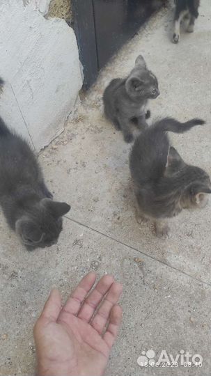 Котята