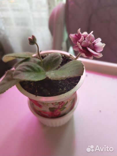 Фиалка в горшках