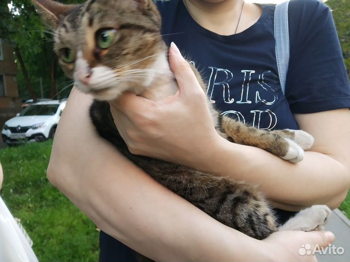 На счастье кошь