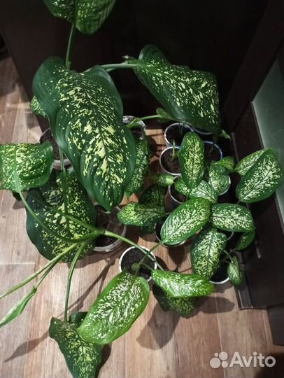 Комнатные домашние растения