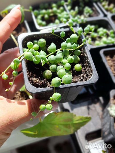 Крестовик Роули