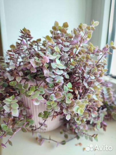 Комнатное растение Фикус Бенджамина Неон