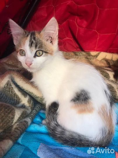 Трёхцветные котята