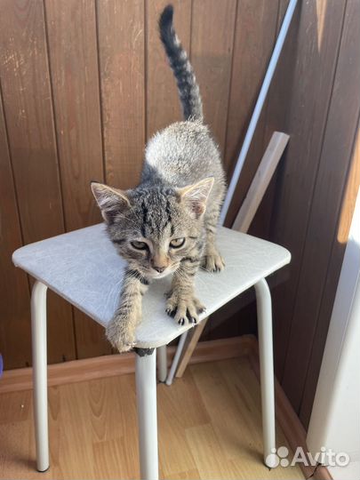 Котёнок бесплатно