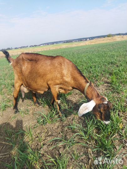 Дойная коза и козел