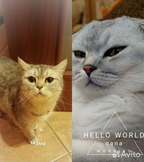 Британские котята