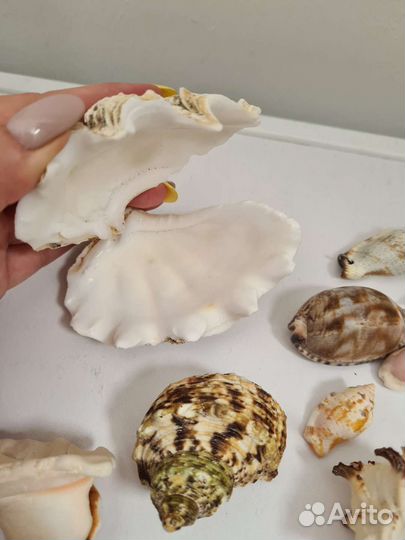 Морские ракушки раковины для аквариума