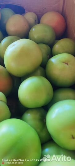 Помидоры зеленые