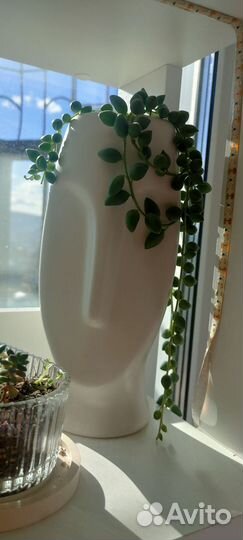 Ампельные суккуленты