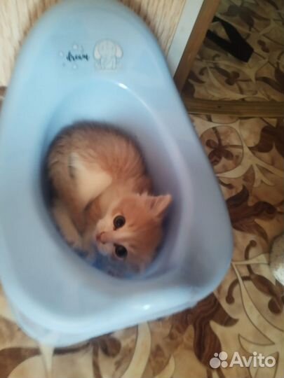 Отдам кота в добрые руки