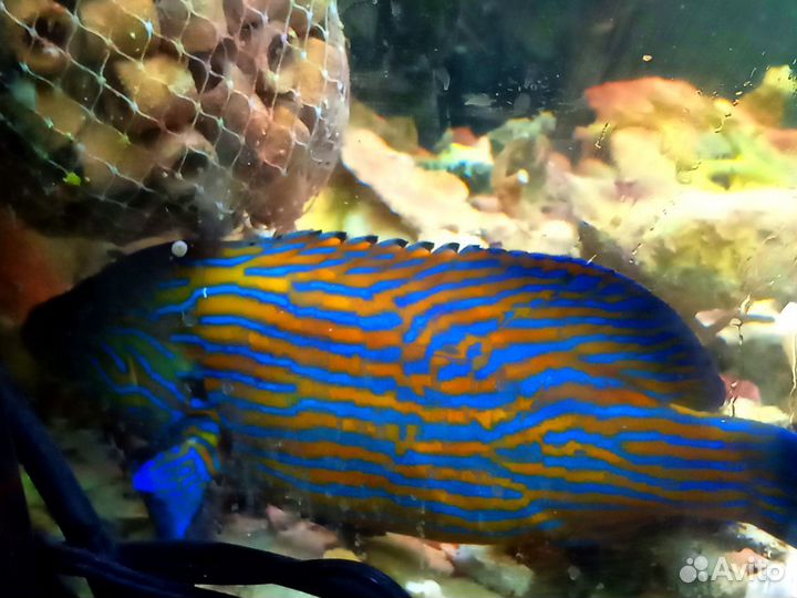 Группер (морская рыба)