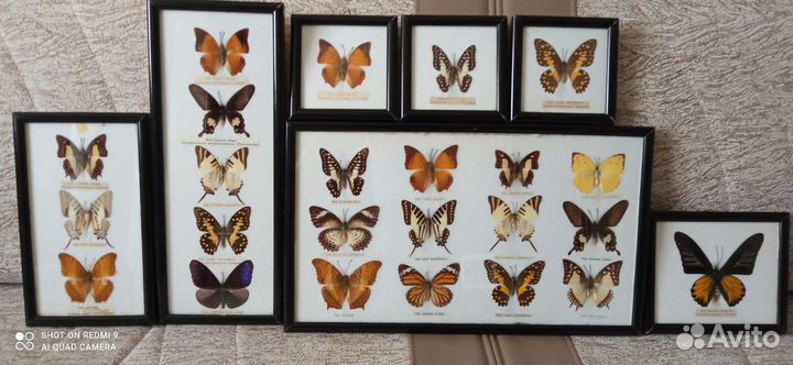 Бабочки в рамках